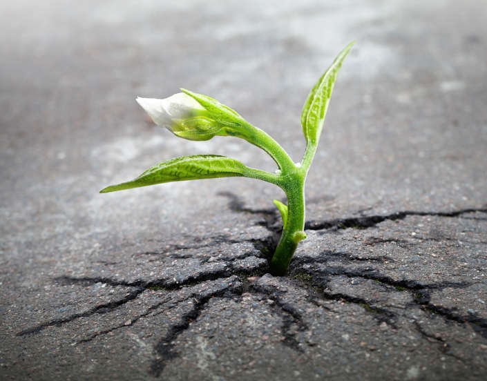 1908 Cultivating a Growth Mindset