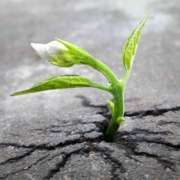 new-Cultivating-a-Growth-Mindset Mindset in sales training