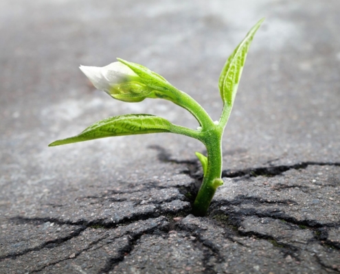 Mindset in sales training